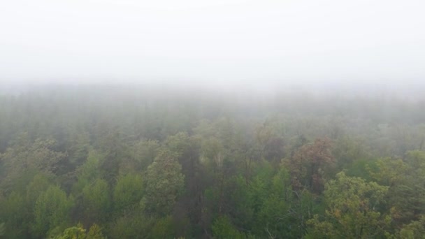 Nevoeiro na vista aérea da floresta — Vídeo de Stock