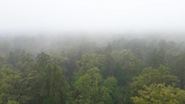 Brouillard dans la forêt vue aérienne