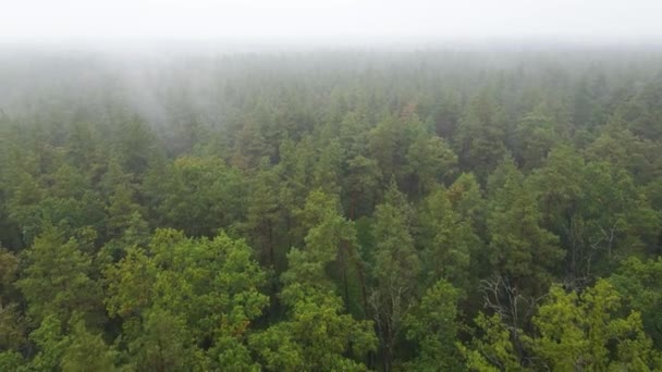 Nebbia nella foresta vista aerea — Video Stock