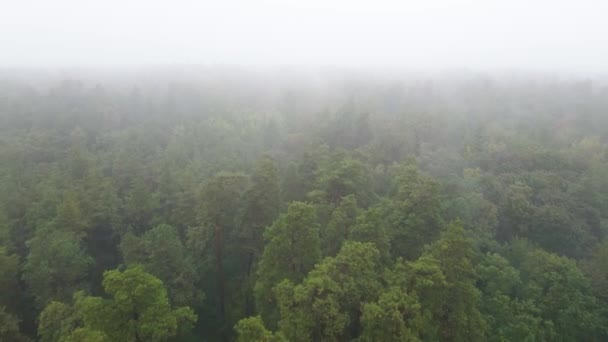 森の中の霧｜airal view — ストック動画