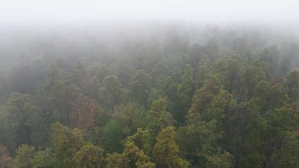 森林鸟瞰中的雾 — 图库视频影像