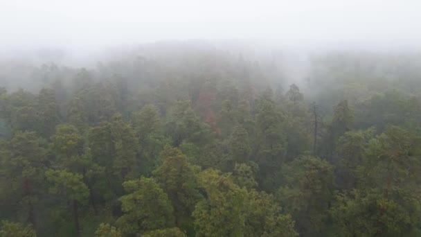 Nevoeiro na vista aérea da floresta — Vídeo de Stock