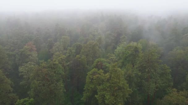 森林鸟瞰中的雾 — 图库视频影像