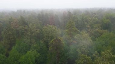 Ormanın hava manzarasında sis var.