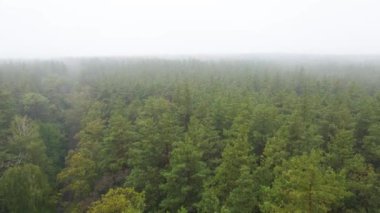 Ormanın hava manzarasında sis var.