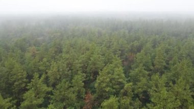 Ormanın hava manzarasında sis var.