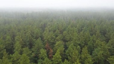 Ormanın hava manzarasında sis var.