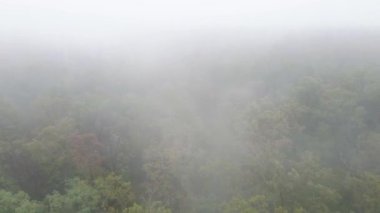 Ormanın hava manzarasında sis var.