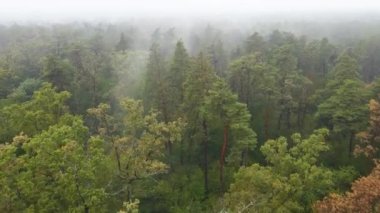 Ormanın hava manzarasında sis var.