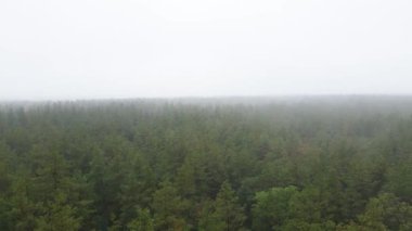 Ormanın hava manzarasında sis var.