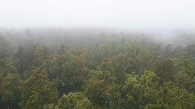 Ormanın hava manzarasında sis var.