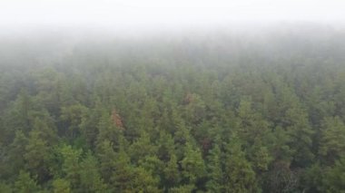 Ormanın hava manzarasında sis var.