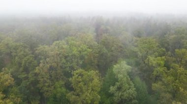 Ormanın hava manzarasında sis var.