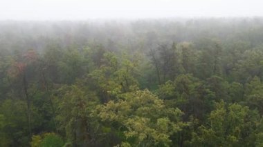 Ormanın hava manzarasında sis var.