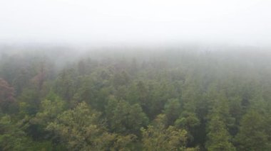 Ormanın hava manzarasında sis var.