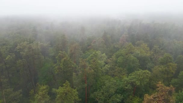 Niebla en la vista aérea del bosque — Vídeos de Stock