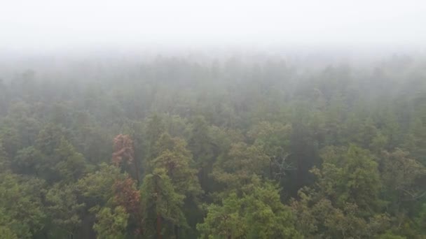 Niebla en la vista aérea del bosque — Vídeos de Stock