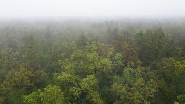 Niebla en la vista aérea del bosque — Vídeos de Stock