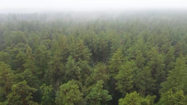 Fog in the forest aerial view — Stock Video