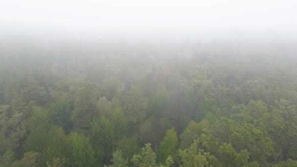 Ormanın hava manzarasında sis var. — Stok video