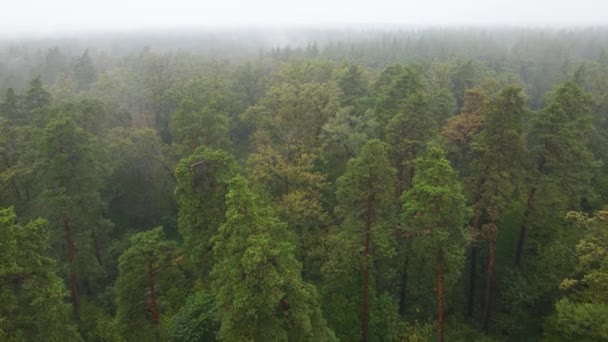 Туман в лісі вид з повітря — стокове відео