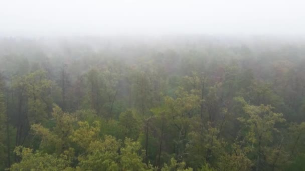 Dimma i skogen flygfoto — Stockvideo