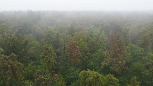 Niebla en la vista aérea del bosque — Vídeo de stock