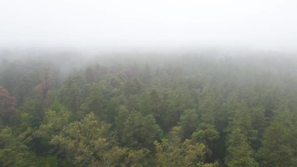 Mist in de lucht van het bos — Stockvideo