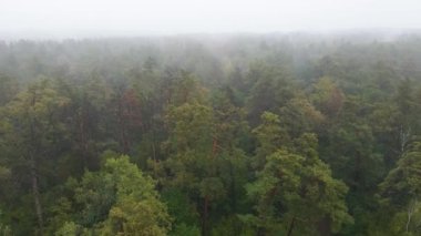 Ormanın hava manzarasında sis var.