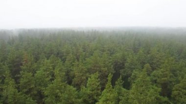 Ormanın hava manzarasında sis var.