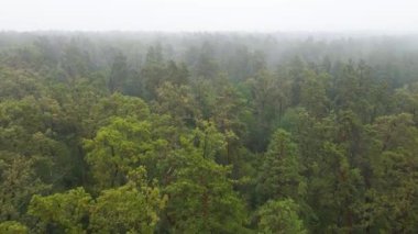 Ormanın hava manzarasında sis var.