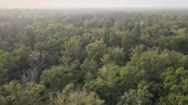 Doğa: Orman manzarası hava manzarası.