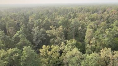 Doğa: Orman manzarası hava manzarası.