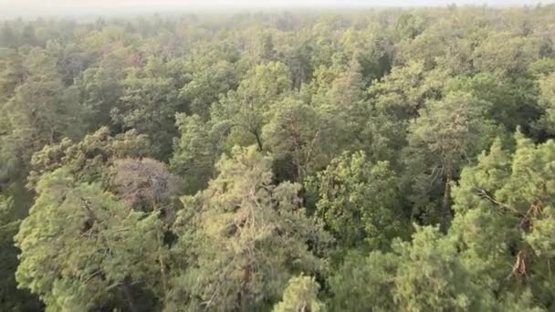 Nature : Paysage forestier vue aérienne.