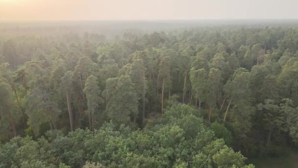 Nature : Paysage forestier vue aérienne.