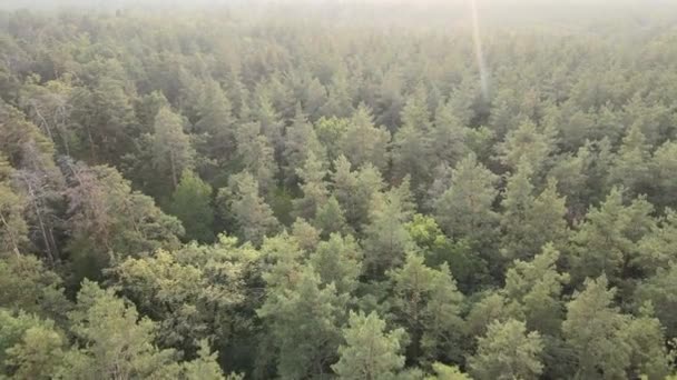 Natura: paesaggio forestale vista aerea. — Video Stock