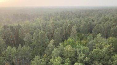 Doğa: Orman manzarası hava manzarası.