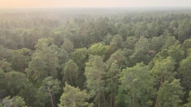 Doğa: Orman manzarası hava manzarası.