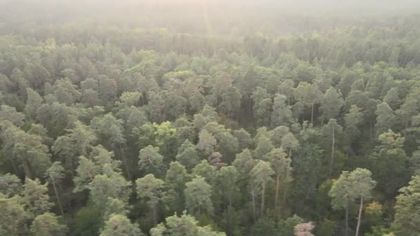 Příroda: Lesní krajina letecký pohled. — Stock video
