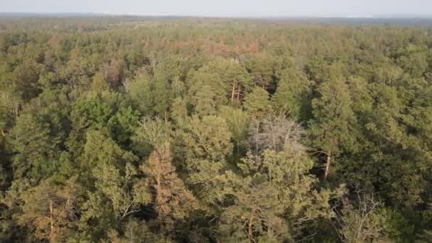 Naturaleza: Paisaje forestal vista aérea. — Vídeo de stock