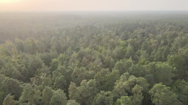 Natura: paesaggio forestale vista aerea. — Video Stock