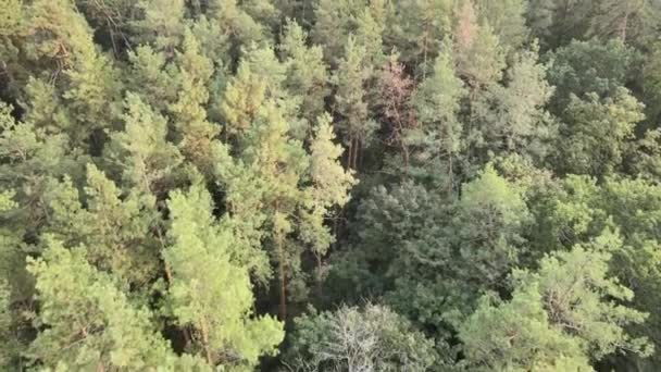 Naturaleza: Paisaje forestal vista aérea. — Vídeo de stock