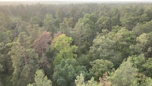 Nature : Paysage forestier vue aérienne.