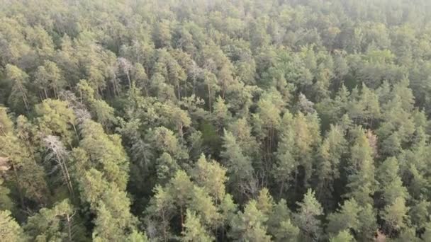 Naturaleza: Paisaje forestal vista aérea. — Vídeos de Stock