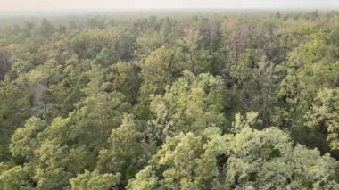 Doğa: Orman manzarası hava manzarası.