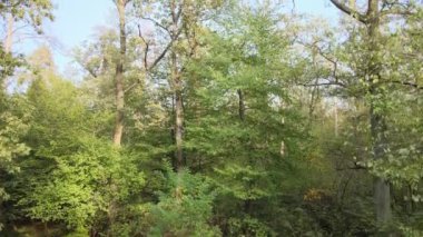 Doğa: Orman manzarası hava manzarası.