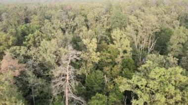 Doğa: Orman manzarası hava manzarası.