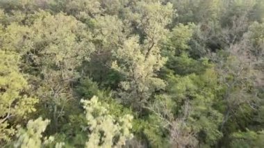 Doğa: Orman manzarası hava manzarası.