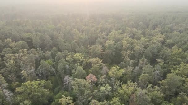 Natura: paesaggio forestale vista aerea. — Video Stock