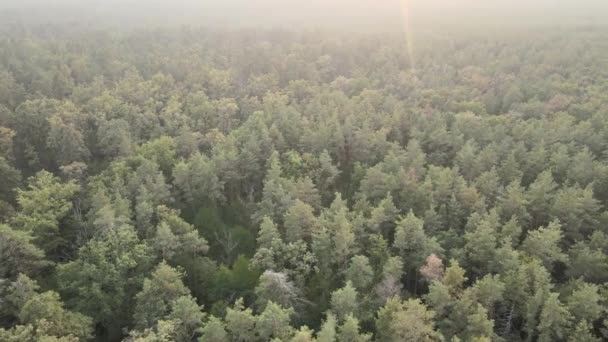 Příroda: Lesní krajina letecký pohled.